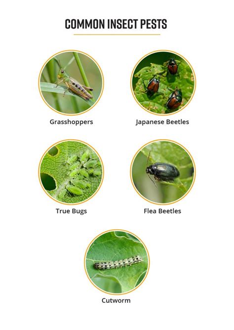 The Most Common Pests and Diseases .